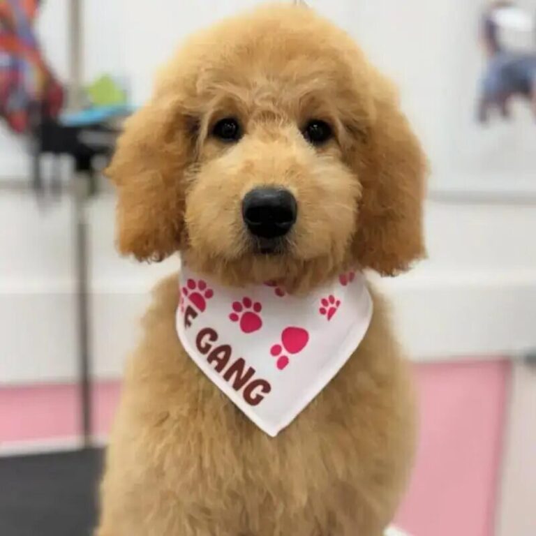 Woof Gang Bakery & Grooming Lincoln Hills logo