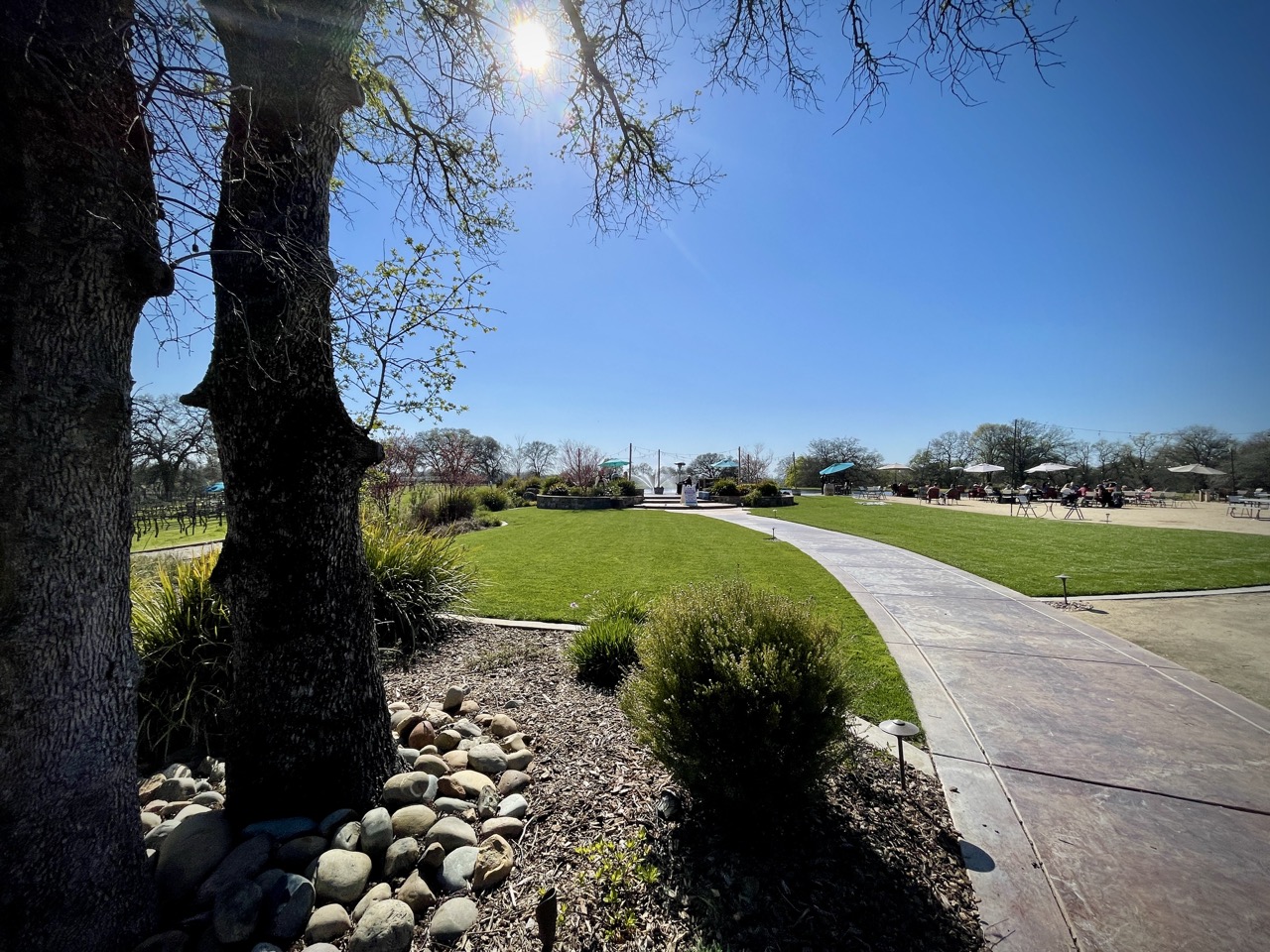Rancho Roble Vineyards