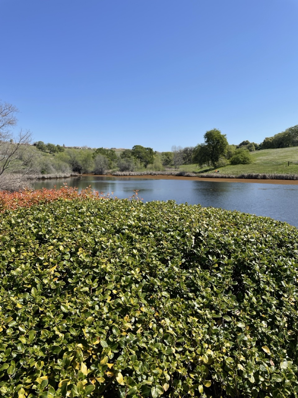 Rancho Roble Vineyards