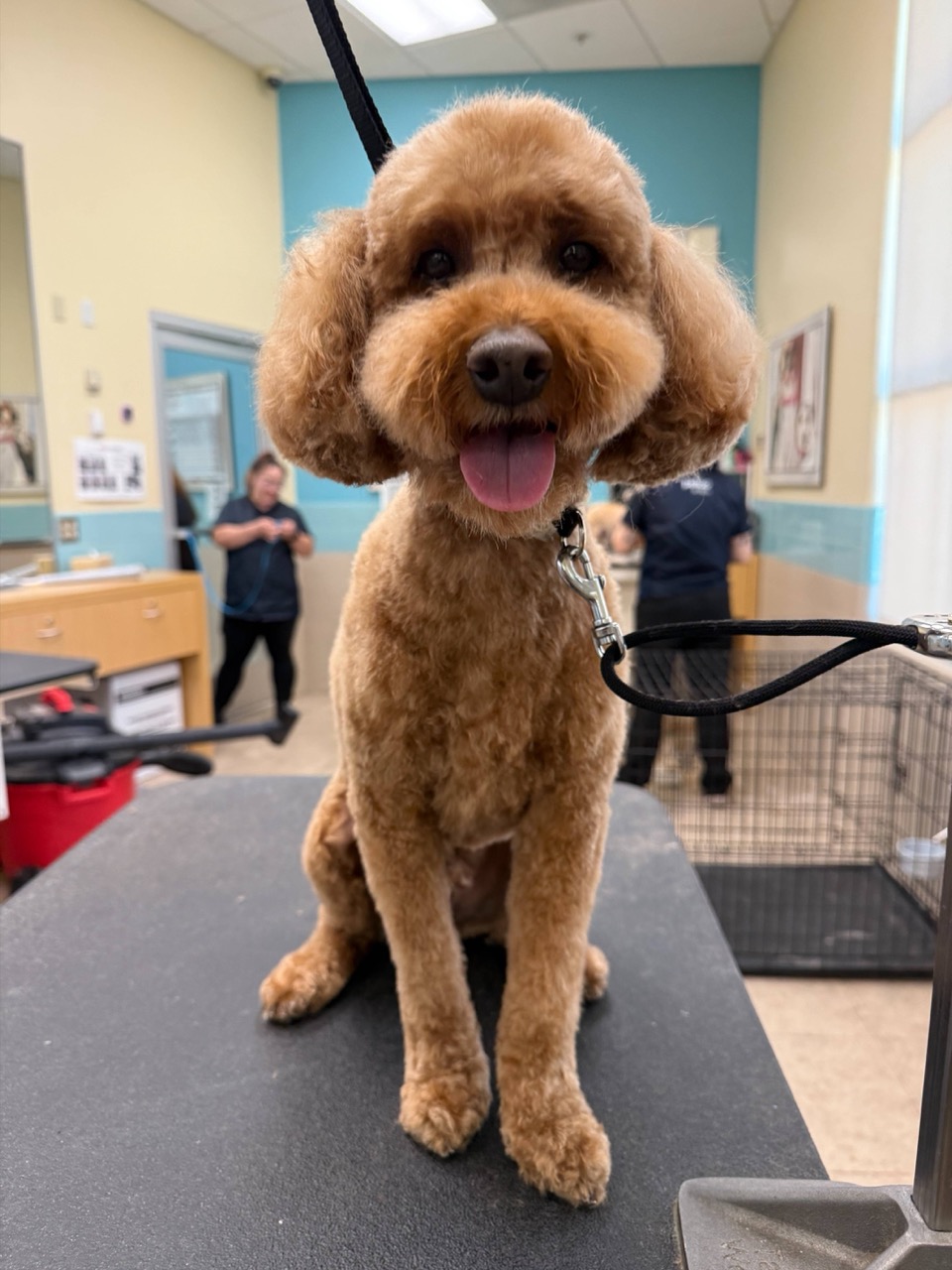 Lincoln Pet Spa
