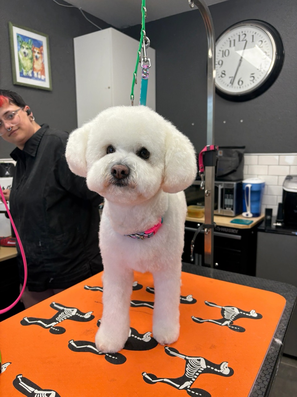 Lincoln Pet Spa