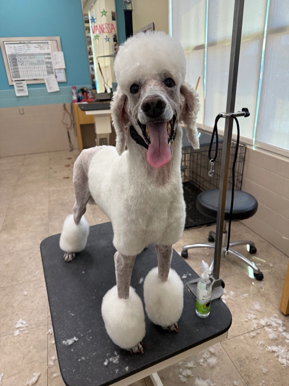 Lincoln Pet Spa