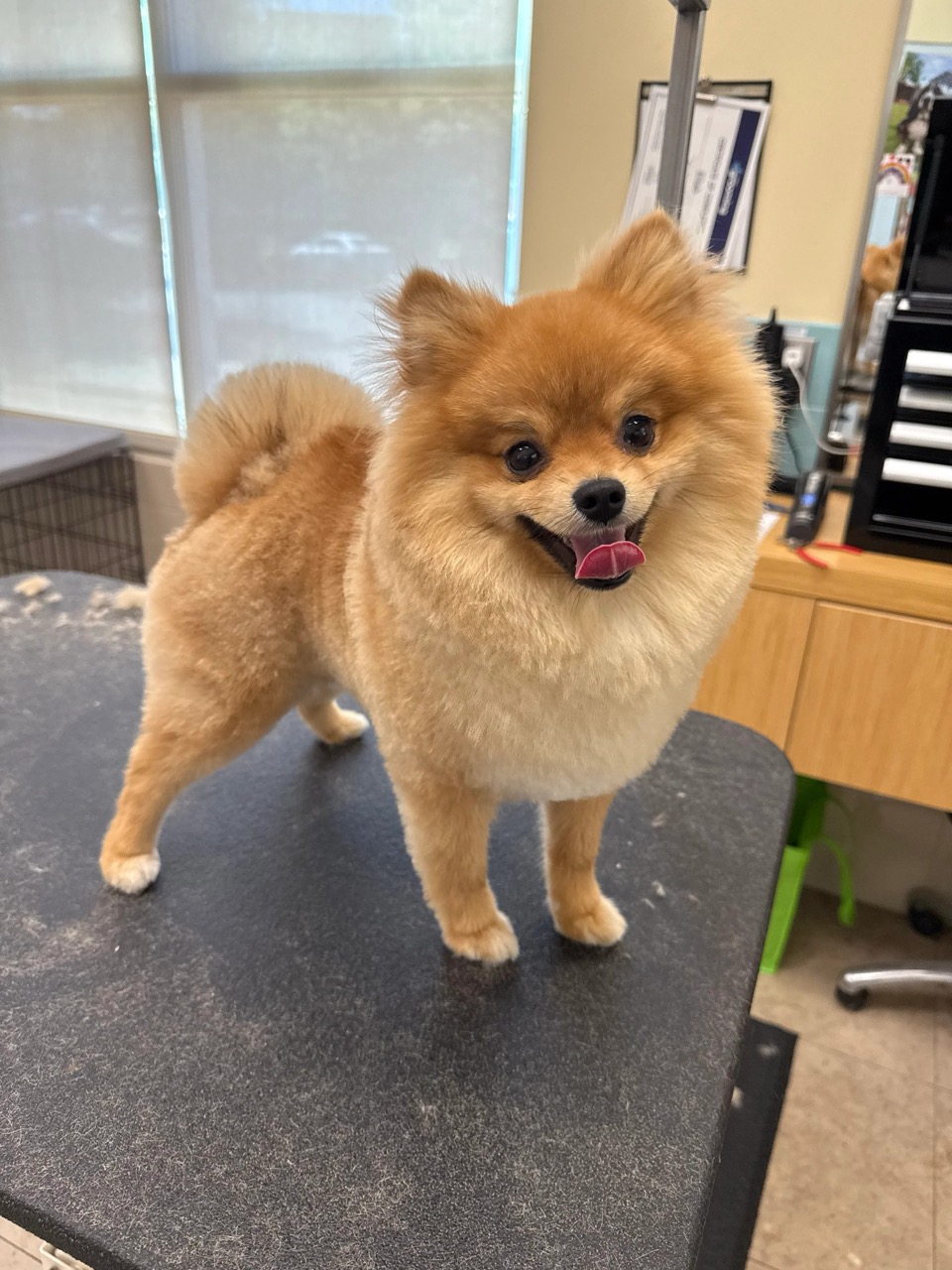 Lincoln Pet Spa