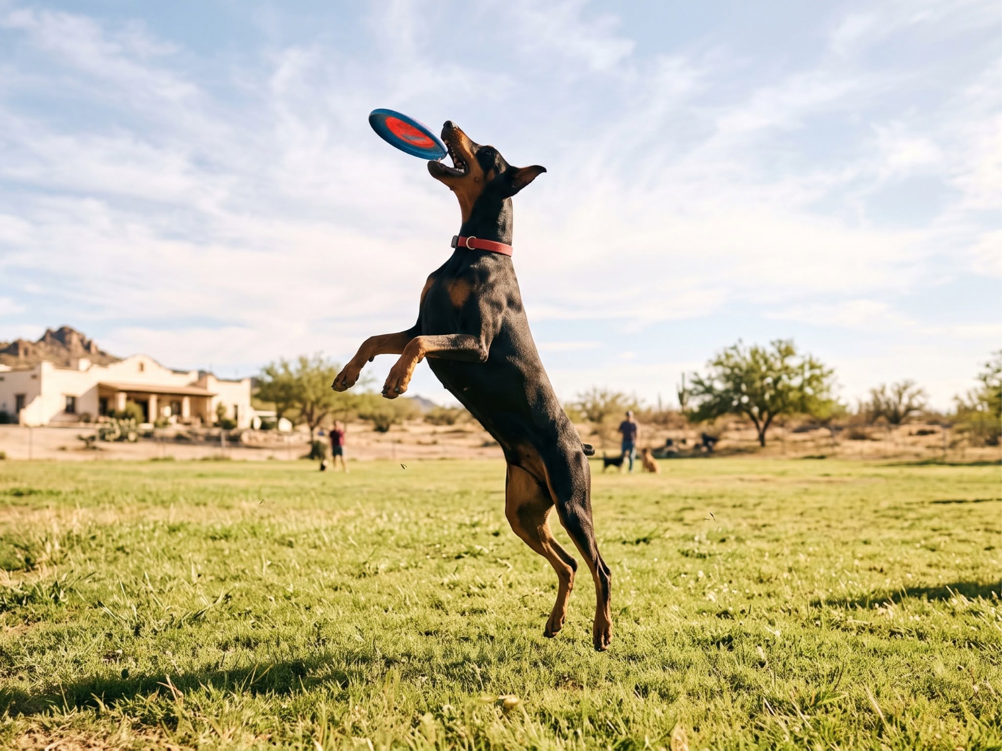 Tracy Veterinary Hospital & Urgent Care