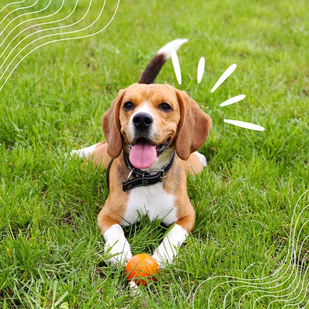 Tracy Veterinary Hospital & Urgent Care