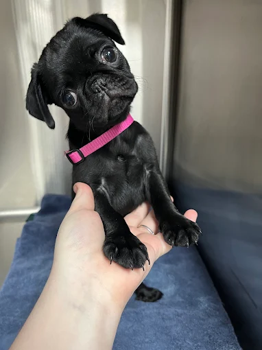 Happy Tails Veterinary Hospital