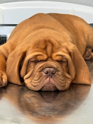 Happy Tails Veterinary Hospital