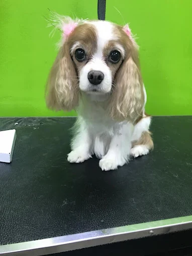 Bark Avenue