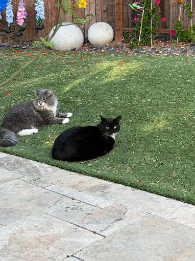 Jules Veterinary Center