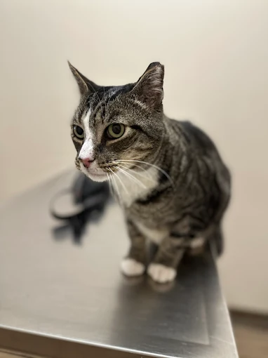 Jules Veterinary Center