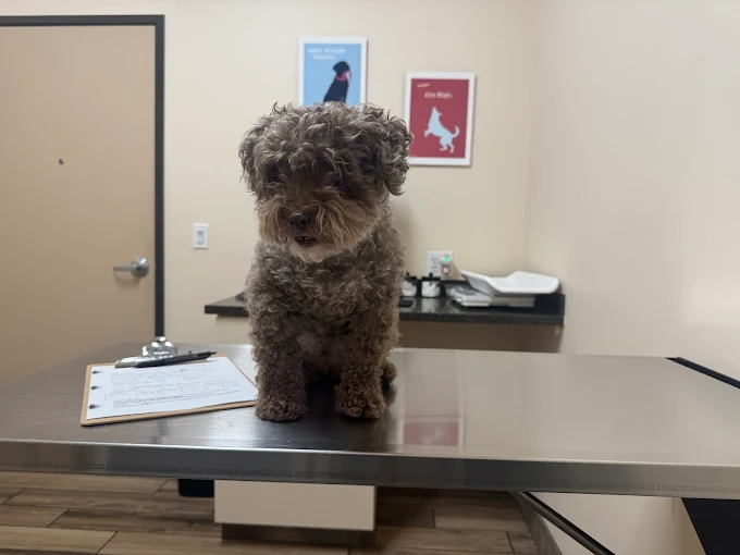 Jules Veterinary Center