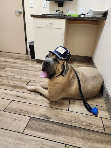 Jules Veterinary Center