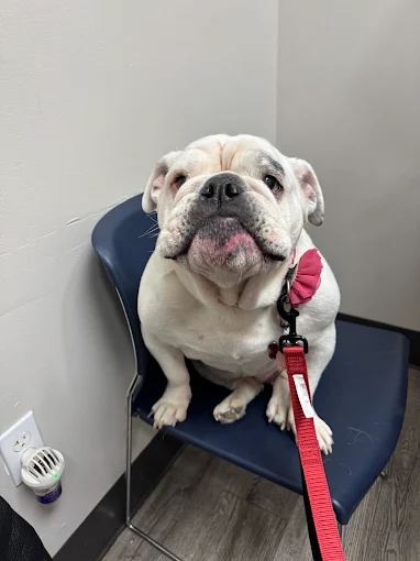 Paws and Claws Veterinary Hospital