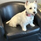 Best 5 Grooming & Boarding Services in Lincoln, CA (2026)