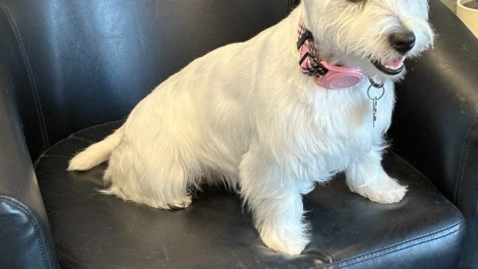 Lincoln Pet Spa