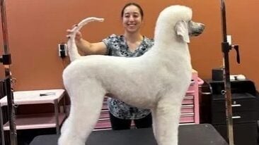 Lincoln Pet Spa